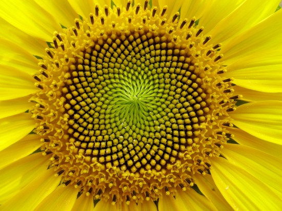 sunflower super spiral.jpg
